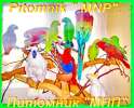 Птенцы попугаев, взрослые птицы, канарейки, декоративнаые пернатые