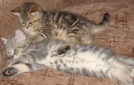 котята шотландские короткошерстные котята шотландские короткошерстные