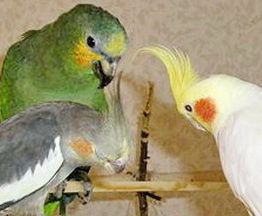 Кореллы - Нимфы . птенцы 1000 руб. и др. попугаи в продаже... Кореллы - Нимфы . птенцы 1000 руб. и др. попугаи в продаже...