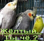 Попугаи из питомника "MNP"- говорящие, ручные - птенцы и взрослые птицы Попугаи из питомника "MNP"- говорящие, ручные - птенцы и взрослые птицы