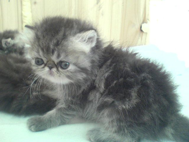 Персидские котята Персидские котята