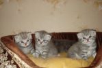 Продаю шотландских веслоухих плюшевых котят