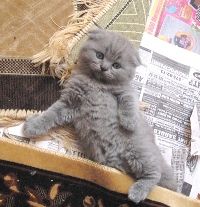 Шотландский вислоухий мальчик Шотландский вислоухий мальчик