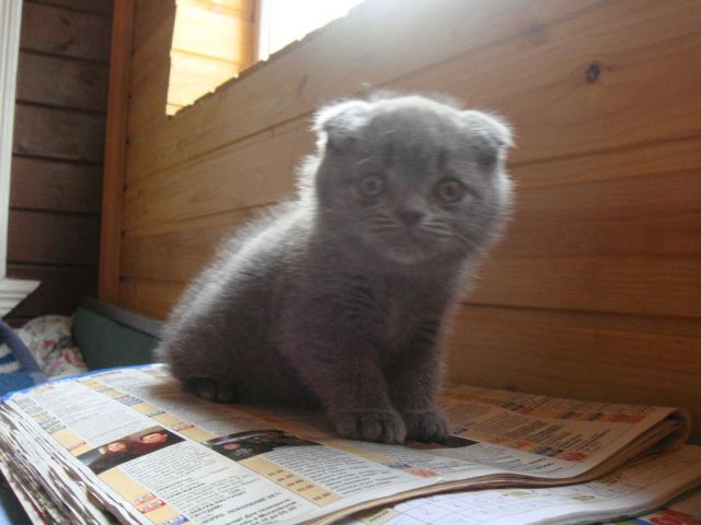 шотландские вислоухие плюшевые котята шотландские вислоухие плюшевые котята