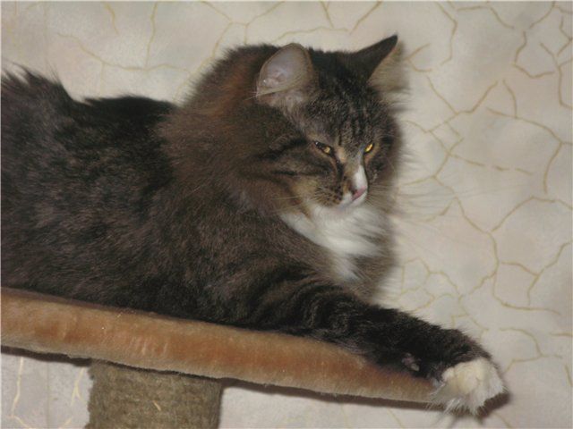 Котик в дар Котик в дар
