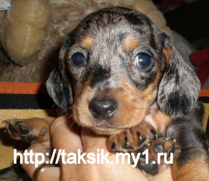 Щенки таксы мраморного окраса Щенки таксы мраморного окраса