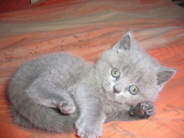 Продаётся британская кошка, девочка,родилась 01.07.09 Продаётся британская кошка, девочка,родилась 01.07.09