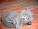 Продаётся британская кошка, девочка,родилась 01.07.09