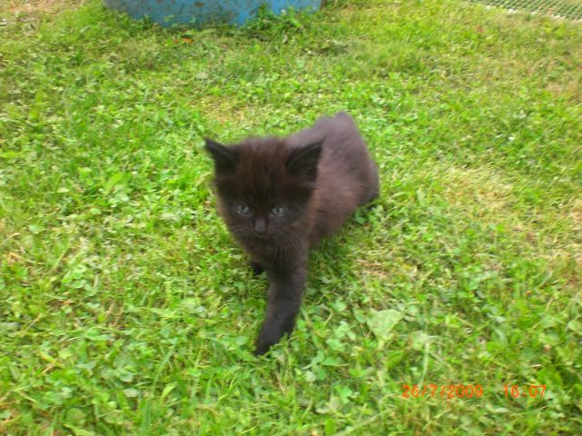 Котеночка в дар. Котеночка в дар.