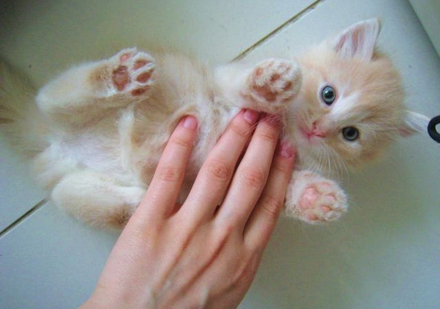 Золотая кошечка Золотая кошечка