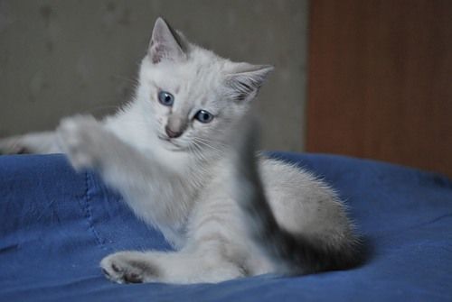 Тайские (старо-сиамские) котята Тайские (старо-сиамские) котята