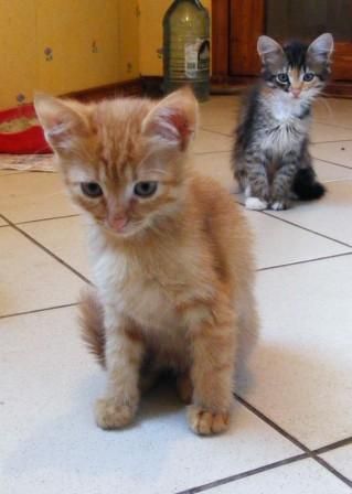 подарю котят подарю котят