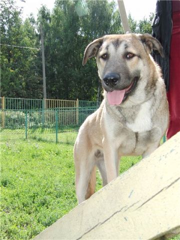 Памэла, 6 месяцев. Мягкая, большая и добродушная Памэла, 6 месяцев. Мягкая, большая и добродушная