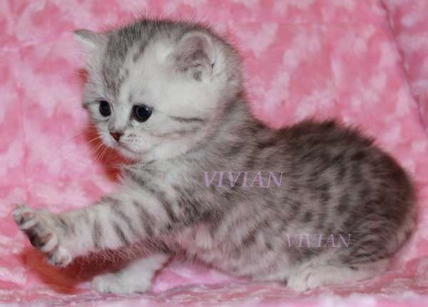 Британские вискасные котята из питомника VIVIAN. Британские вискасные котята из питомника VIVIAN.
