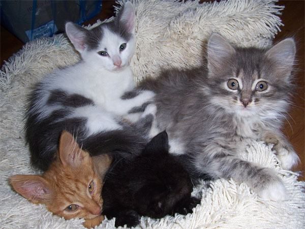 Маленькие котята ищут свой дом Маленькие котята ищут свой дом
