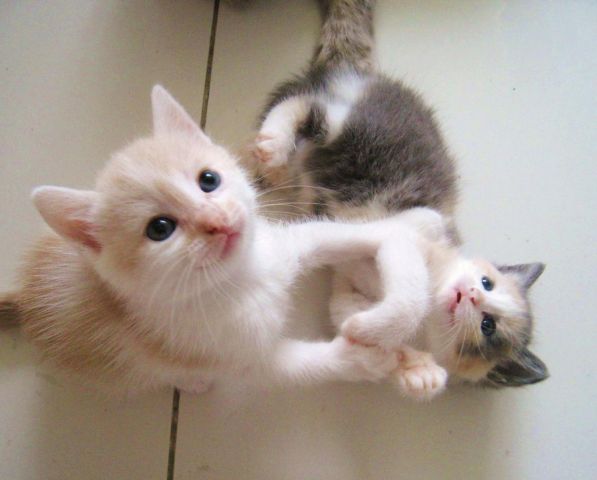 Кошечка в яблоках Кошечка в яблоках