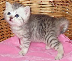 Британские серебристый тебби вискас котята из питомника VIVIAN. Британские серебристый тебби вискас котята из питомника VIVIAN.