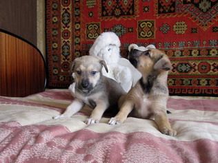 Замечательные щенки в дар Замечательные щенки в дар