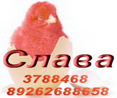 Волнистые, Кореллы, Неразлучники, Ожереловые и др. виды попугаев в продаже. Волнистые, Кореллы, Неразлучники, Ожереловые и др. виды попугаев в продаже.