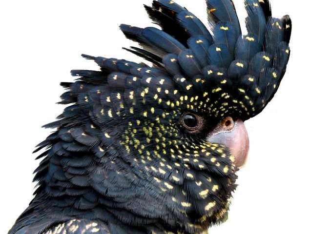 Траурный какаду Бэнкса, или краснохвостый траурный какаду (Calyptorhynchus banksii) ручные птенцы Траурный какаду Бэнкса, или краснохвостый траурный какаду (Calyptorhynchus banksii) ручные птенцы