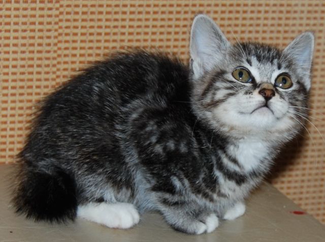 Котята курильских бобтейлов Котята курильских бобтейлов