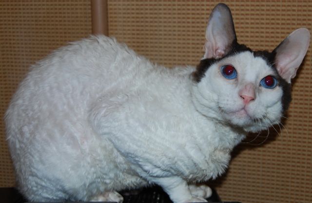 Корниш рекс Корниш рекс