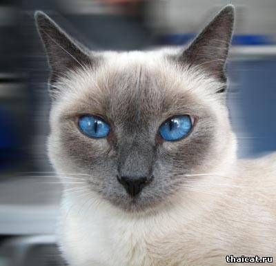 Приглашаем котика Приглашаем котика