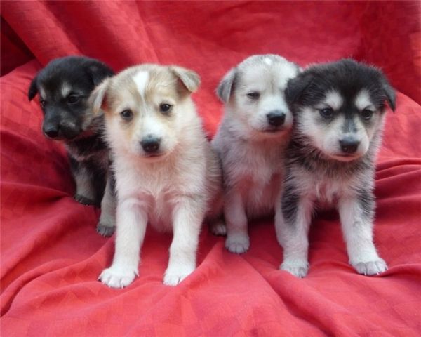 Щенки 1 мес Щенки 1 мес