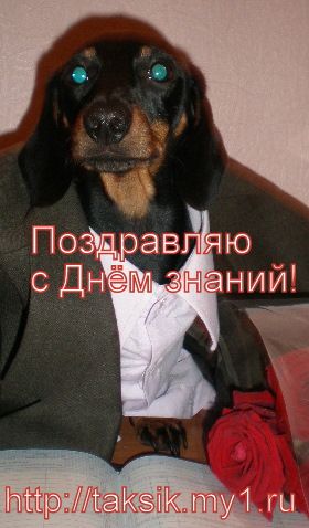 ЩЕНОК ТАКСЫ К 1 СЕНТЯБРЯ!