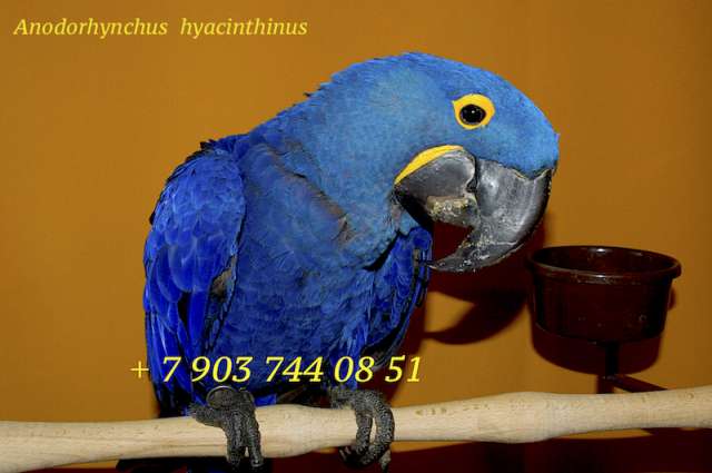 Гиацинтовый ара (Anodorhynchus hyacinthinus) ручные птенцы из питомника Гиацинтовый ара (Anodorhynchus hyacinthinus) ручные птенцы из питомника