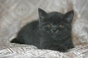 Шотландкие котята Шотландкие котята