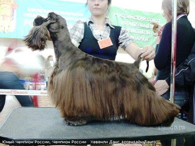 Щенки американского кокер-спаниеля Щенки американского кокер-спаниеля