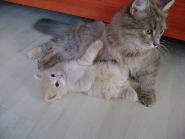 Кошечка-Златовласка Кошечка-Златовласка