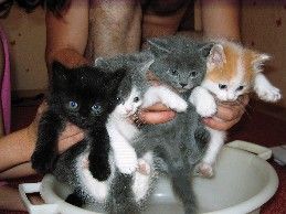 Котятки в хорошие руки Котятки в хорошие руки