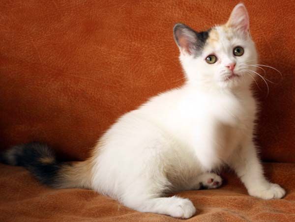 Кошечка скоттиш страйт редкого окраса Кошечка скоттиш страйт редкого окраса