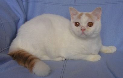 Скоттиш страйт на условиях Скоттиш страйт на условиях