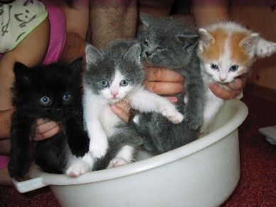 Сибирские котятки Сибирские котятки