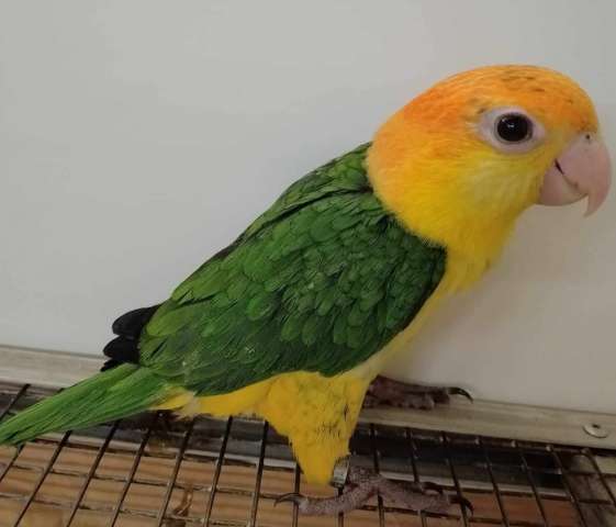 Рыжеголовый белобрюхий попугай, или каик (Pionites leucogaster) птенцы выкормыши Рыжеголовый белобрюхий попугай, или каик (Pionites leucogaster) птенцы выкормыши