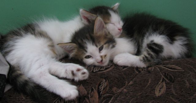 Отдам котят в хорошие руки