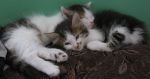 Отдам котят в хорошие руки