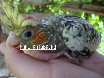 птенцы корелл птенцы корелл