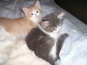 Отдам в дар! Котята, 4 месяца. Срочно! Отдам в дар! Котята, 4 месяца. Срочно!