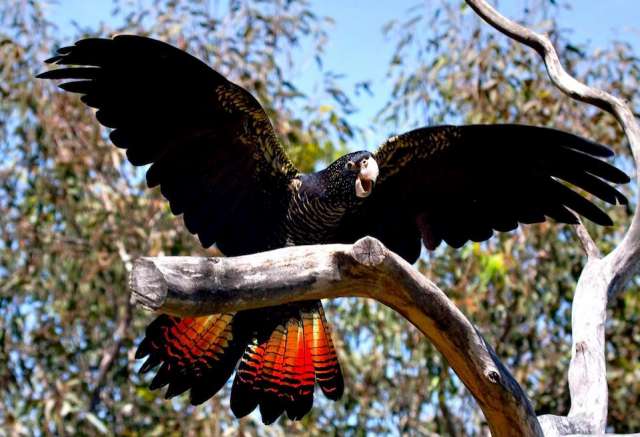Траурный какаду Бэнкса, или краснохвостый траурный какаду (Calyptorhynchus banksii) ручные птенцы Траурный какаду Бэнкса, или краснохвостый траурный какаду (Calyptorhynchus banksii) ручные птенцы