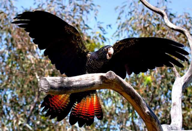 Траурный какаду Бэнкса, или краснохвостый траурный какаду (Calyptorhynchus banksii) ручные птенцы