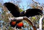 Траурный какаду Бэнкса, или краснохвостый траурный какаду (Calyptorhynchus banksii) ручные птенцы