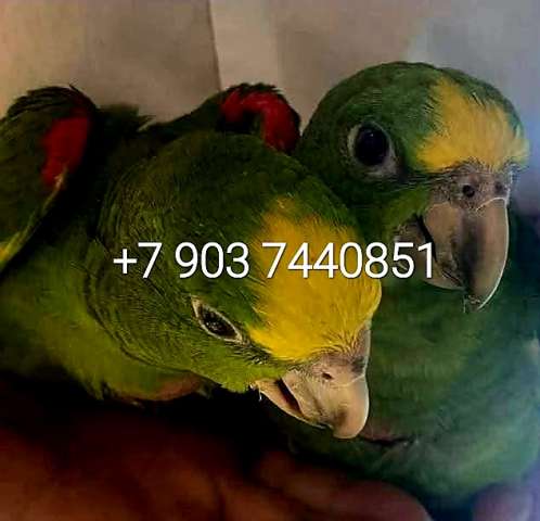 Желтолобый амазон (Amazona ochrocephala )- ручные птенцы из питомника Желтолобый амазон (Amazona ochrocephala )- ручные птенцы из питомника