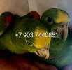 Желтолобый амазон  (Amazona ochrocephala  )- ручные птенцы из питомника