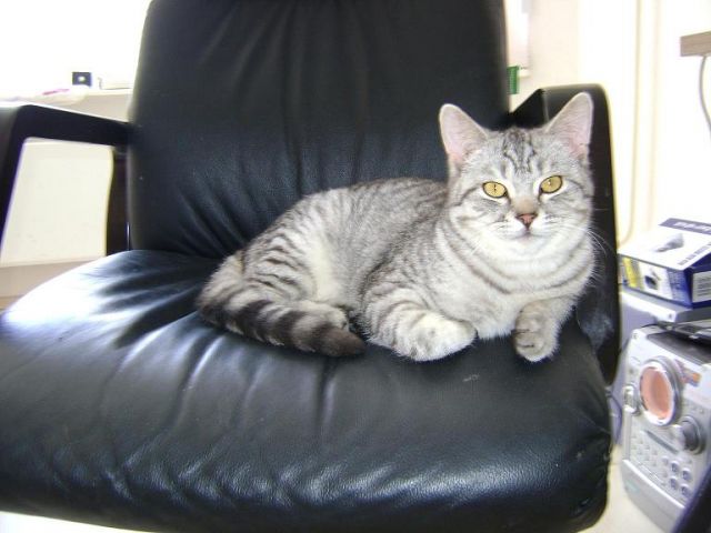 Молоденький котик Сократ- 1 годик Молоденький котик Сократ- 1 годик