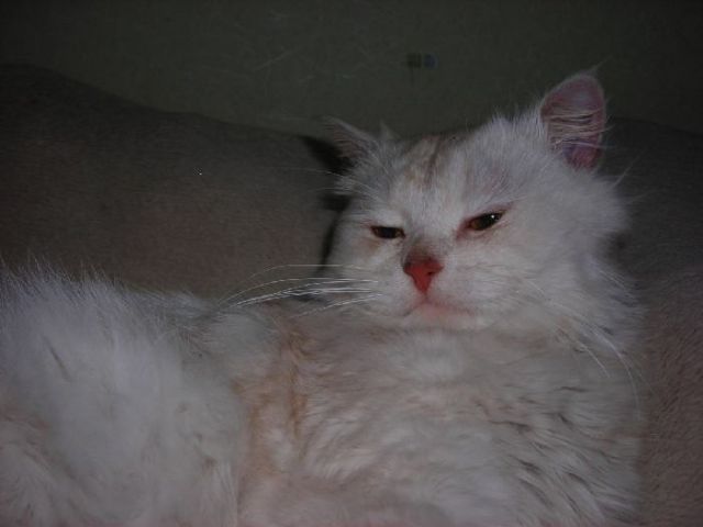 Найден КОТ Найден КОТ