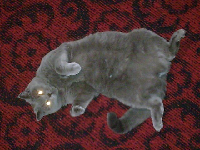 ищу кота ищу кота